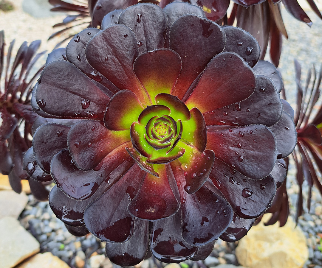 Planta Suculenta
